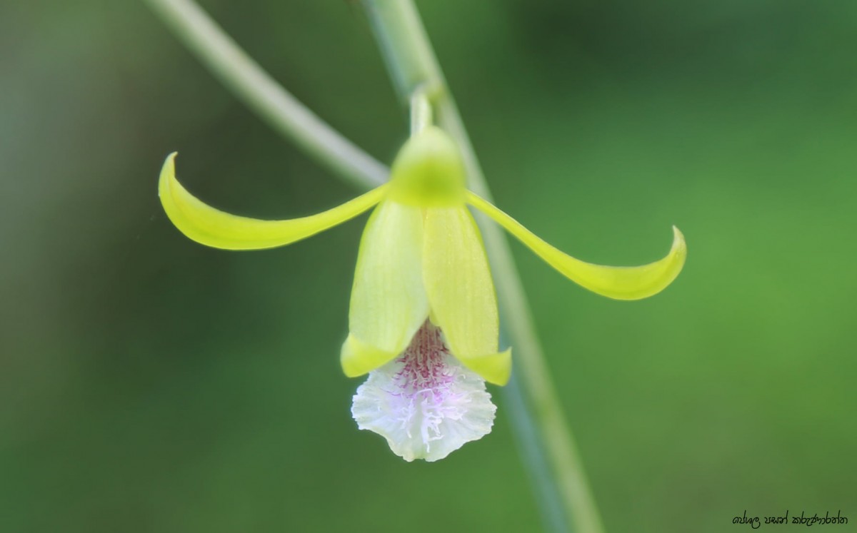 Eulophia epidendraea (J.Koenig ex Retz.) C.E.C.Fisch.